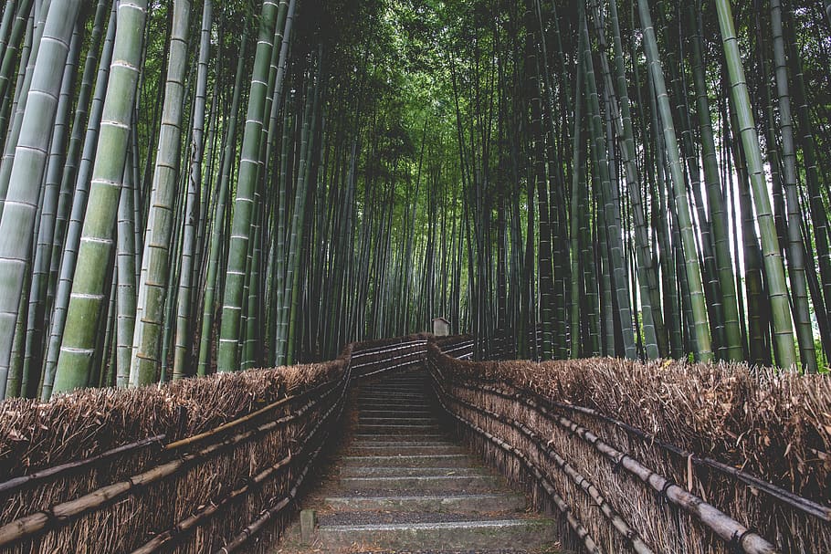 Image 2.1 The Best 5 Place for Travel Destinations - japan